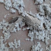 clean--clear-dryer-vent-service